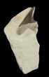 Cretoxyrhina Shark Tooth In Matrix - Kansas #42955-1